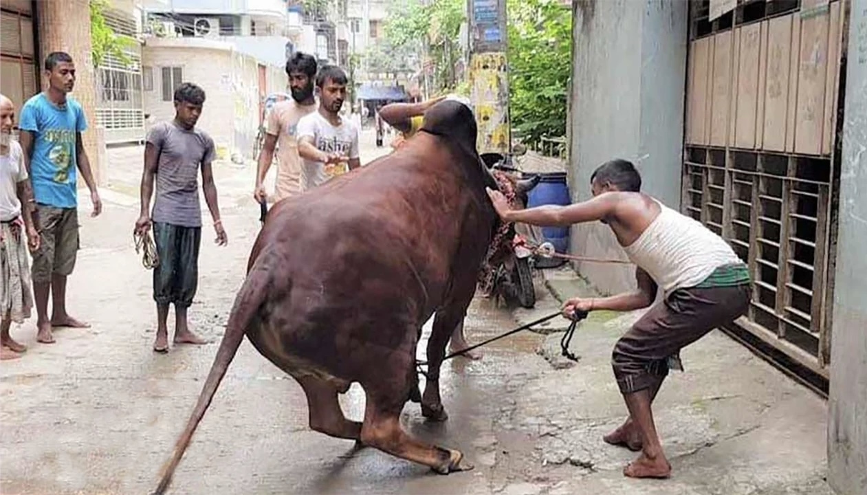 বাংলাদেশে ঈদের পরের দিনেও চলছে পশু কোরবানি 15575_IMG_4304.jpeg