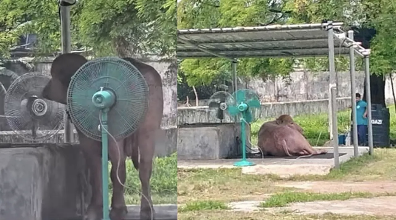 তীব্র গরমে হাঁসফাঁস করা ট্রাম্পের জন্য আনা হলো ফ্যান 15605_IMG_4437.jpeg