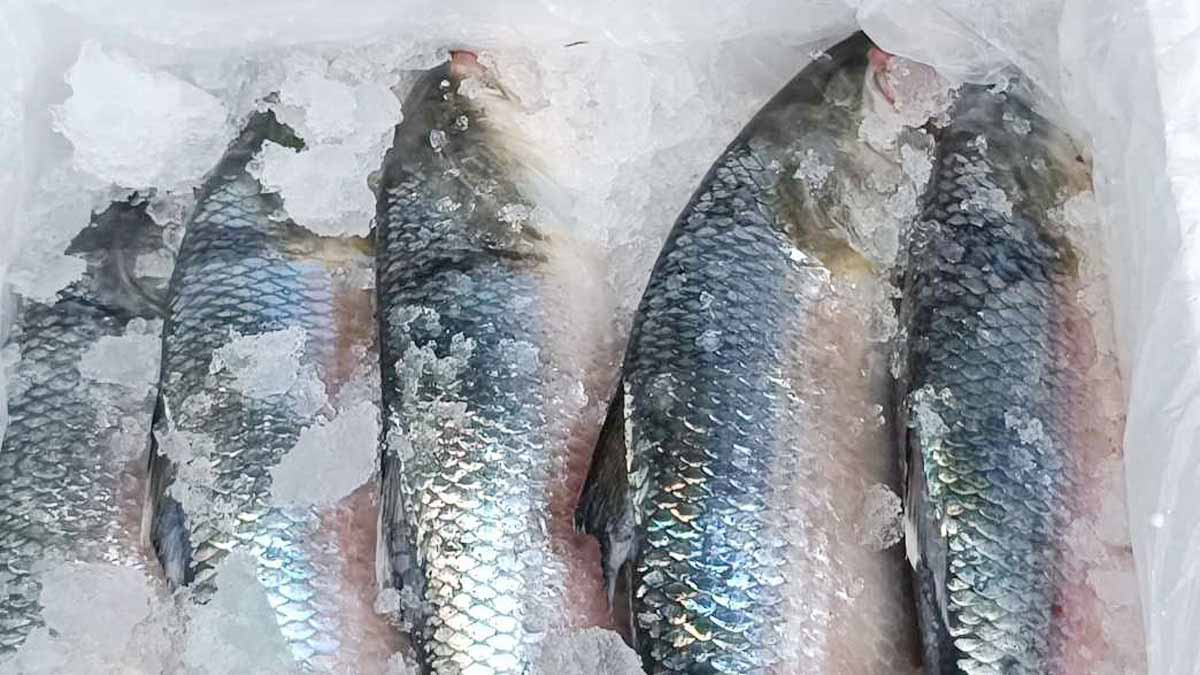 7760_hilsa.jpg